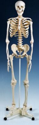 BASIC ANATOMICAL SKELETON MODEL
