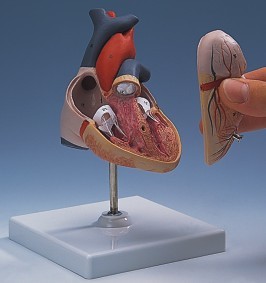 HEART ANATOMICAL MODEL