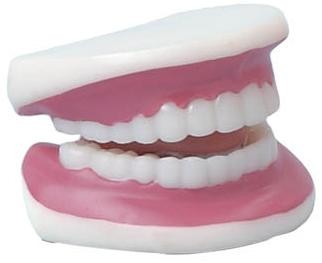 TEETH ANATOMICAL MODEL