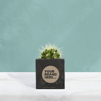 CACTUS in Black Concrete Pot Engraved