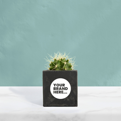 CACTUS in Black Concrete Pot Printed