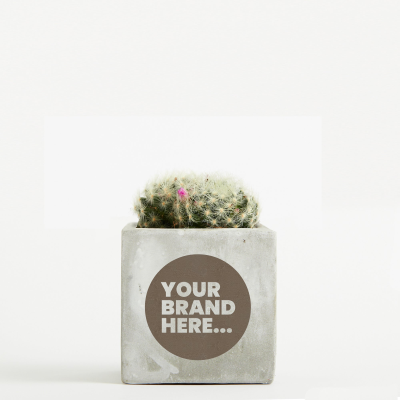 CACTUS in Marble Concrete Pot Engraved