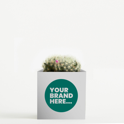 CACTUS in White Aluminium Metal Pot Printed