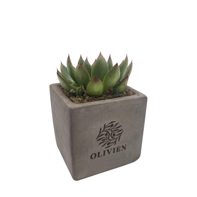 CONCRETE SUCCULENT