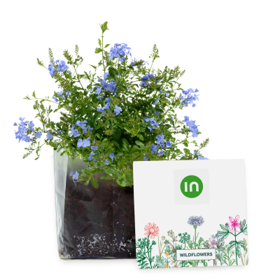 ESSENTIALS LETTERBOX SEEDS GARDENS