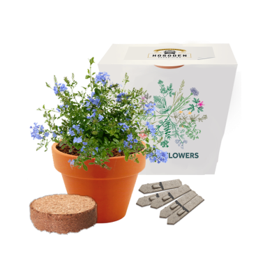 EXPRESS CLAY POT SEEDS GARDENS