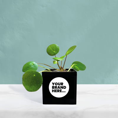 MONEY PLANT in Black Aluminium Metal Pot Printed