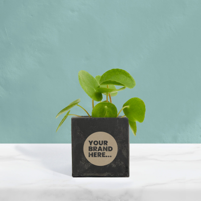 MONEY PLANT in Black Concrete Pot Engraved