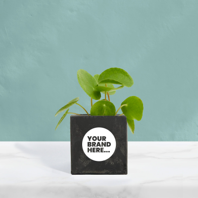 MONEY PLANT in Black Concrete Pot Printed