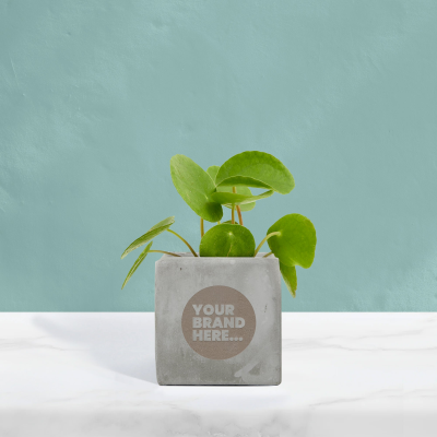 MONEY PLANT in Grey Concrete Pot Engraved