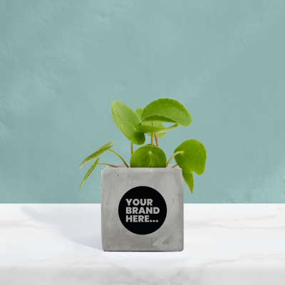 MONEY PLANT in Grey Concrete Pot Printed