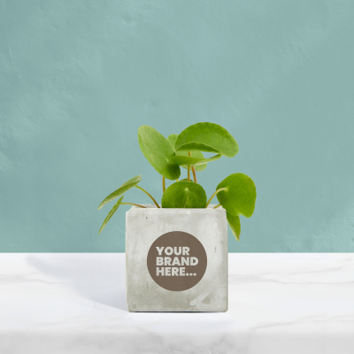 MONEY PLANT in Marble Concrete Pot Engraved