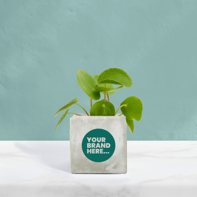 MONEY PLANT in Marble Concrete Pot Printed