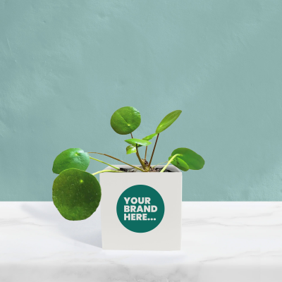 MONEY PLANT in White Aluminium Metal Pot Printed