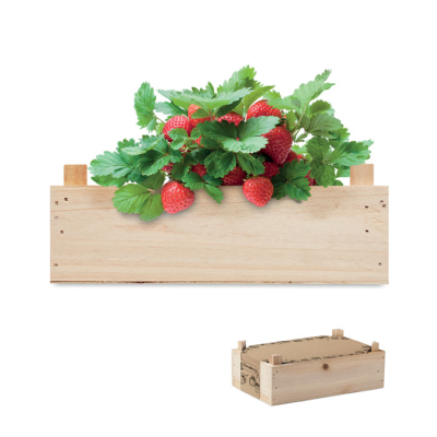STRAWBERRY KIT in Wood Crate in Brown