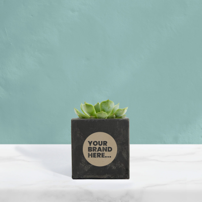 SUCCULENT in Black Concrete Pot Engraved