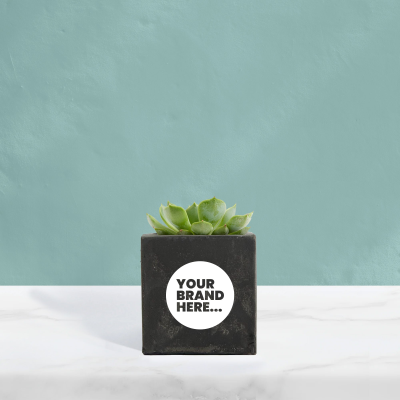 SUCCULENT in Black Concrete Pot Printed