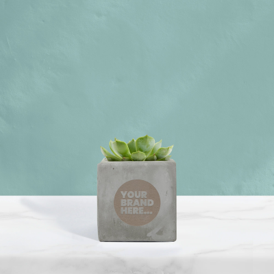 SUCCULENT in Grey Concrete Pot Engraved