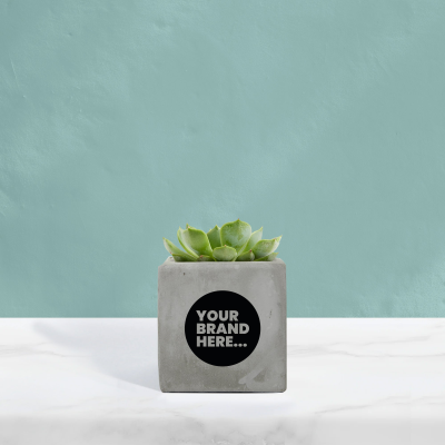 SUCCULENT in Grey Concrete Pot Printed