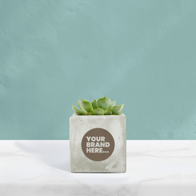SUCCULENT in Marble Concrete Pot Engraved