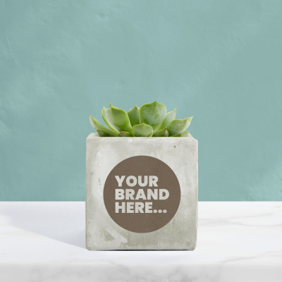 SUCCULENT in Marble Concrete Pot Engraved