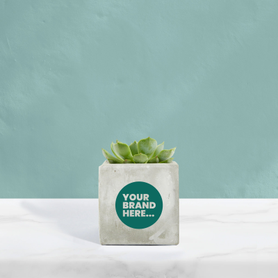 SUCCULENT in Marble Concrete Pot Printed