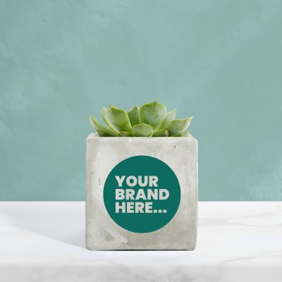 SUCCULENT in Marble Concrete Pot Printed