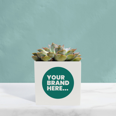 SUCCULENT in White Aluminium Metal Pot Printed