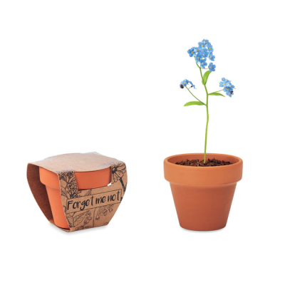 TERRACOTTA POT FORGET ME NOT in Brown