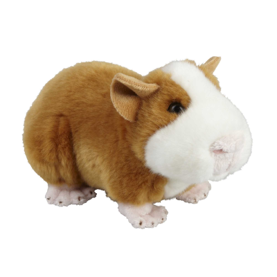 GUINEA PIG
