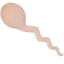 SPERM STRESS ITEM