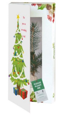 REAL LIVE NORWAY SPRUCE TREE in a Christmas Greeting Card