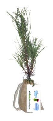 REAL LIVE SCOTS PINE TREE in a Hessian Sack