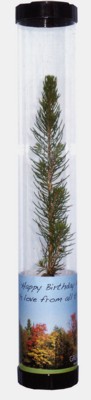 REAL LIVE SPRUCE TREE SAPLING in Clear Tube